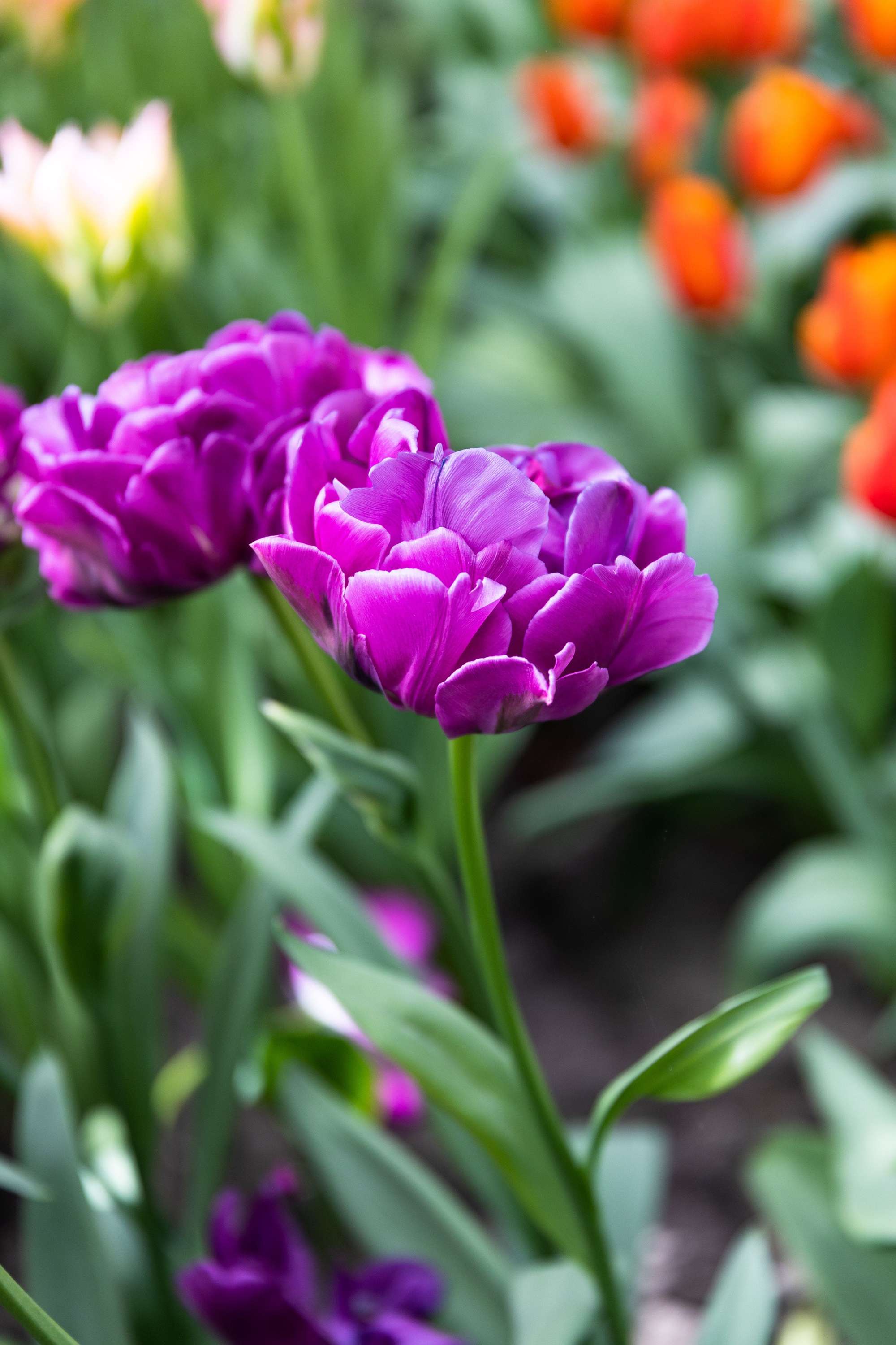 Tulpe 'Double Negrita'